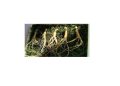 الجينسنغ – GINSENG مكمل عشبي طبيعي لتعزيز الطاقة والوظائف العقلية وتقوية المناعة
