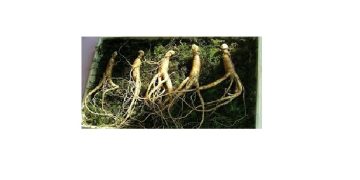 الجينسنغ – GINSENG مكمل عشبي طبيعي لتعزيز الطاقة والوظائف العقلية وتقوية المناعة